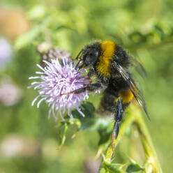 Hummel beim Fressen einer blühenden Blume - MHF00639