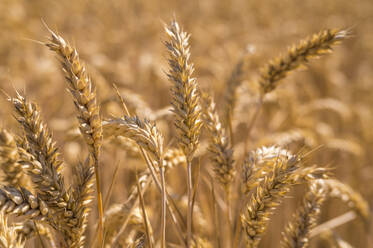 Close-up of wheat growing outdoors - MHF00641