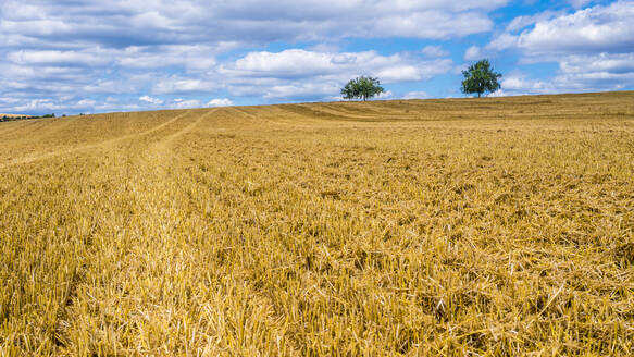 Abgeerntetes Stoppelfeld im Sommer - MHF00643