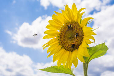 Bienen bei der Fütterung einer blühenden Sonnenblume - MHF00645