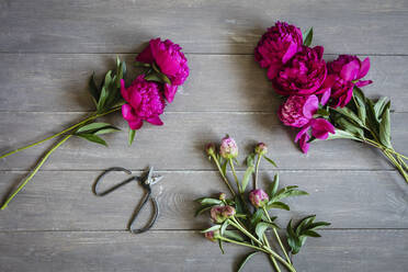 Scissors and freshly cut peonies lying on wooden surface - EVGF04106