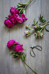 Scissors and freshly cut peonies lying on wooden surface - EVGF04116