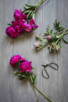 Scissors and freshly cut peonies lying on wooden surface - EVGF04116