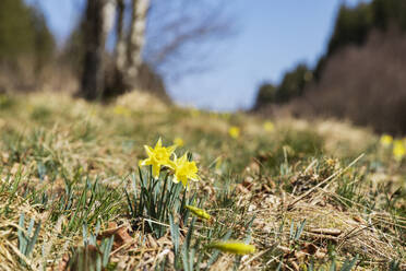 Wild blühende Narzissen im Wald - GWF07598