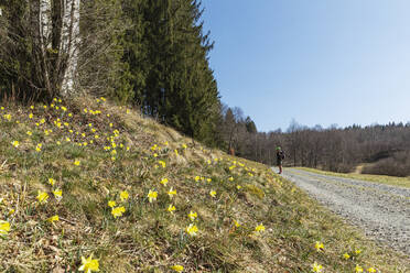 Blühende Narzissen am Waldwanderweg - GWF07599