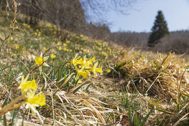 Wild blühende Narzissen im Wald - GWF07600