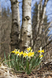 Wild blühende Narzissen im Wald - GWF07601