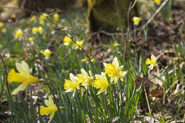 Wild blühende Narzissen im Wald - GWF07605