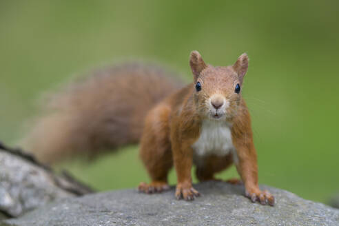 Porträt eines im Freien stehenden roten Eichhörnchens (Sciurus vulgaris) - MJOF01959