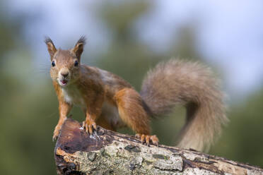Porträt eines roten Eichhörnchens (Sciurus vulgaris), das auf einem Baumstamm steht - MJOF01960