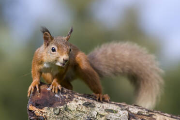 Porträt eines roten Eichhörnchens (Sciurus vulgaris), das auf einem Baumstamm steht - MJOF01961