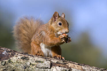 Porträt eines roten Eichhörnchens (Sciurus vulgaris) beim Fressen im Freien - MJOF01962