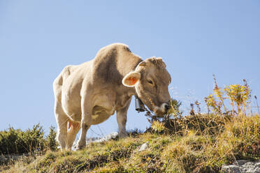 Cow grazing in mountains under blue sky - ACPF01495