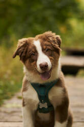 Australian shepherd puppy on footpath - SSGF01001