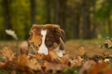 Australischer Schäferhund Welpe sitzt im trockenen Herbstlaub - SSGF01004