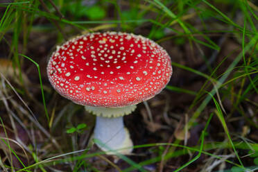 Fly agaric (Amanita muscaria) growing on forest floor - JTF02241