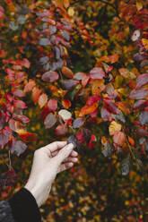 Hand einer Frau, die ein rotes Herbstblatt hält - EYAF02184