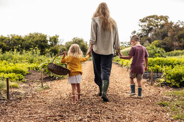 Mutter geht mit ihren Kindern auf ein landwirtschaftliches Feld zu. Rückansicht einer alleinerziehenden Mutter, die mit ihren Kindern auf einem Bio-Bauernhof erntet. Selbstversorgende Familie bei der Ernte von frischem Gemüse. - JLPSF10005