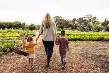 Alleinerziehende Mutter geht mit ihren Kindern auf ein landwirtschaftliches Feld zu. Rückansicht einer Mutter, die mit ihren Kindern auf einem Bio-Bauernhof erntet. Selbstversorgende Familie, die frisches Gemüse erntet. - JLPSF10006