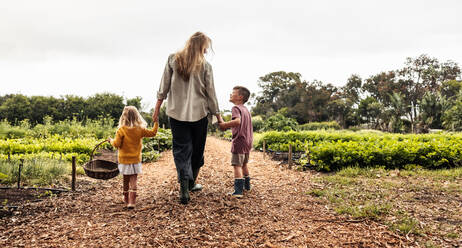 Glückliche junge Familie, die auf ein landwirtschaftliches Feld zugeht. Rückansicht einer alleinerziehenden Mutter, die mit ihren beiden Kindern auf einem Bio-Bauernhof erntet. Selbstversorgende Familie, die frisches Gemüse erntet. - JLPSF10007