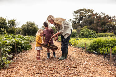 Selbstversorgende junge Familie, die sich auf einem Bio-Bauernhof auf die Ernte vorbereitet. Junge alleinerziehende Mutter, die einen Korb hält und mit ihren Kindern im Freien spricht. Selbstversorgende Familie, die frisches Gemüse erntet. - JLPSF10008