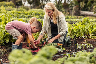 Eine dreiköpfige Familie erntet frisches Gemüse auf einem Bio-Bauernhof. Eine junge, alleinerziehende Mutter sammelt mit ihren beiden Kindern frisches Obst und Gemüse in einem Korb. Eine Familie, die sich selbst versorgt, erntet auf einem landwirtschaftlichen Feld. - JLPSF10011