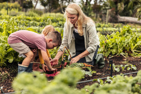 Family of three reaping fresh vegetables on an organic farm. Young single mother gathering fresh produce into a basket with her two children. Self-sustainable family harvesting on an agricultural field. - JLPSF10011