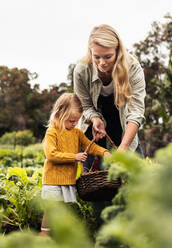 Cheerful young mother reaping fresh vegetables with her daughter. Young single mother gathering fresh produce into a basket in a garden. Self-sustainable family harvesting on an organic farm. - JLPSF10013