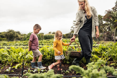 Family of three gathering fresh vegetables on an organic farm. Young single mother reaping fresh produce with her two children. Self-sustainable family harvesting in an agricultural field. - JLPSF10014