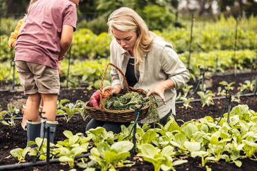 Ernte von frischem Bio-Gemüse. Junge alleinerziehende Mutter, die mit ihren beiden Kindern frische Produkte in einem Korb sammelt. Junge Familie, die sich selbst versorgt, erntet aus einem Bio-Garten. - JLPSF10016