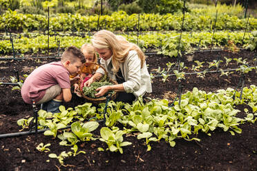 Ernte von frischem Gemüse während der Erntesaison. Junge Mutter von zwei Kindern erntet mit ihren Kindern auf einem Bio-Bauernhof frisches Obst und Gemüse. Selbstversorgende Familie erntet in einem Gemüsegarten. - JLPSF10018