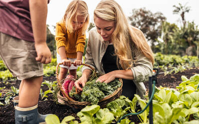 Junge alleinerziehende Mutter, die mit ihren Kindern frisches Gemüse erntet. Junge dreiköpfige Familie, die auf einem Bio-Bauernhof frische Produkte erntet. Selbstversorgende Familie, die in einem Gemüsegarten erntet. - JLPSF10020