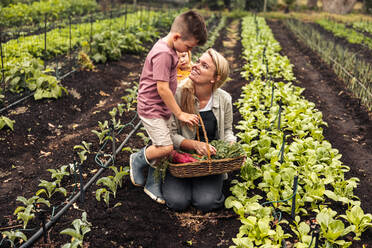 Eine Mutter, die ihren Sohn bei der Ernte auf einem Biobauernhof anlächelt. Eine glückliche junge Mutter von zwei Kindern, die mit ihren Kindern frisches Obst und Gemüse erntet. Eine sich selbst versorgende Familie, die frisches Gemüse in einem Garten erntet. - JLPSF10021