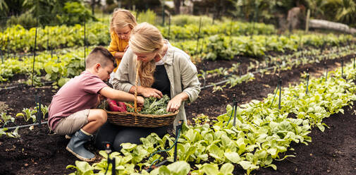 Lächelnde alleinerziehende Mutter, die mit ihren Kindern frisches Gemüse erntet. Glückliche junge Familie, die auf einem Biobauernhof frisches Obst und Gemüse erntet. Selbstversorgende Familie, die einen Gemüsegarten bewirtschaftet. - JLPSF10022