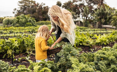 Mother and daughter harvesting in a vegetable garden. Young single mother gathering fresh vegetables into a basket with her daughter. Self-sustainable family reaping fresh produce on an organic farm. - JLPSF10024