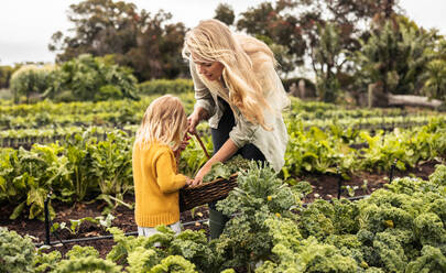 Mutter und Tochter bei der Ernte in einem Gemüsegarten. Junge alleinerziehende Mutter, die mit ihrer Tochter frisches Gemüse in einem Korb sammelt. Selbstversorgende Familie, die auf einem Bio-Bauernhof frische Produkte erntet. - JLPSF10024