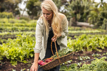 Junge Bäuerin bei der Ernte von frischem Gemüse auf einem Bio-Bauernhof. Junge Frau beim Sammeln von frischem Gemüse in einem Korb in einem Gemüsegarten. Selbstversorgerin bei der Ernte auf einem landwirtschaftlichen Feld. - JLPSF10026