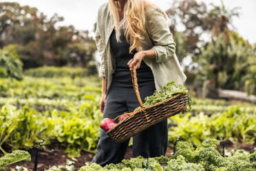 Anonyme Gärtnerin bei der Ernte von frischem Gemüse. Unbekannte junge Frau mit einem Korb voller frischer Produkte in einem Biogarten. Selbstversorgerin bei der Ernte auf einem landwirtschaftlichen Feld. - JLPSF10027