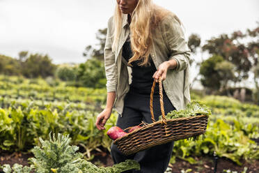 Single mother picking fresh vegetables from an organic garden with her daughter standing in the background. Self-sustainable young mother gathering fresh produce in a vegetable garden. - JLPSF10028