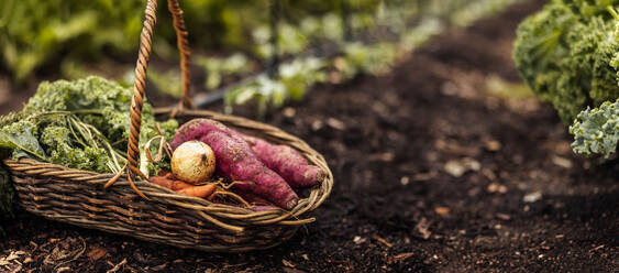 Basket with fresh vegetables placed on the ground in an agricultural field. Still life shot of a basket full of fresh produce in a vegetable garden. - JLPSF10029