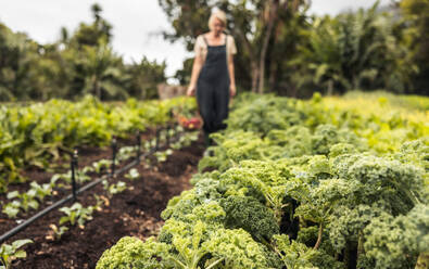 Organic vegetable garden with a woman in the background. Anonymous female gardener picking fresh kale in an agricultural field. Self-sustainable woman harvesting fresh produce on her farm. - JLPSF10030