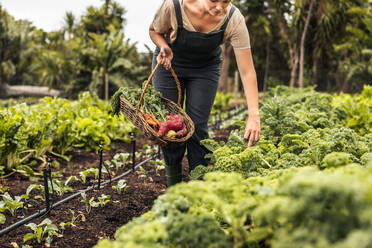 Frau pflückt frischen Grünkohl in einem Gemüsegarten. Junge Gärtnerin, die auf einem landwirtschaftlichen Feld frisches Gemüse in einem Korb sammelt. Selbstversorgerin, die auf ihrem Bauernhof frisches Gemüse erntet. - JLPSF10031