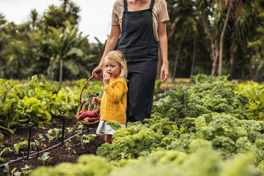 Ernte mit Mama. Niedliches kleines Mädchen, das mit seiner Mutter in einem Gemüsegarten steht. Selbstversorgende junge Familie, die frisches Gemüse auf einem Biobauernhof erntet. - JLPSF10032