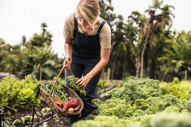 Gärtnerin beim Pflücken von frischem Grünkohl aus einem Gemüsegarten. Junge Frau beim Sammeln von frischem Obst und Gemüse in einem Korb auf einem landwirtschaftlichen Feld. Selbstständige junge Frau bei der Ernte auf einem Bio-Bauernhof. - JLPSF10033