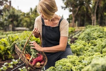 Junge Gärtnerin, die in einem Gemüsegarten frischen Grünkohl in einen Korb sammelt. Selbstständige junge Frau bei der Ernte auf einem Bio-Bauernhof. - JLPSF10034