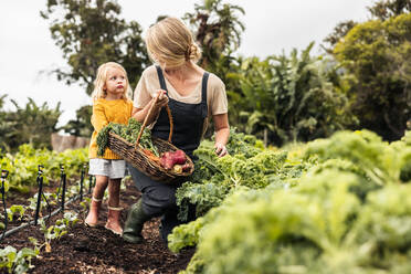 Fröhliche Mutter, die ihre Tochter anlächelt, während sie in einem Garten frischen Grünkohl pflückt. Glückliche alleinerziehende Mutter, die mit ihrer Tochter frisches Gemüse erntet. Selbstversorgende Familie, die auf einem Bio-Bauernhof erntet. - JLPSF10036