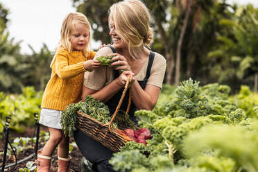 Glückliche alleinerziehende Mutter, die mit ihrer Tochter frisches Gemüse erntet. Fröhliche junge Mutter, die ihrer Tochter lächelnd frischen Grünkohl in einem Biogarten zeigt. Selbstversorger-Familie sammelt frische Produkte. - JLPSF10037