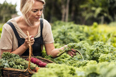 Junge Frau pflückt frischen Grünkohl in einem Gemüsegarten. Junge Gärtnerin sammelt frisches Gemüse in einem Korb. Frau erntet frisches Obst und Gemüse auf einem Biohof. - JLPSF10040