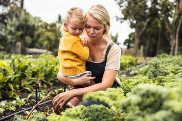 Eine Mutter trägt ihre Tochter bei der Gemüseernte in einem Biogarten. Eine junge allein erziehende Mutter sammelt frischen Grünkohl in einem Korb. Eine sich selbst versorgende Familie erntet frische Produkte auf ihrem Hof. - JLPSF10042