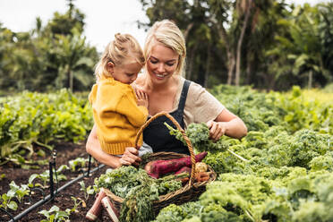 Glückliche junge Mutter, die ihre Tochter bei der Gemüseernte in einem Biogarten trägt. Alleinstehende Mutter, die frischen Grünkohl in einem Korb sammelt. Selbstversorgende Familie, die auf ihrem Hof frische Produkte erntet. - JLPSF10043